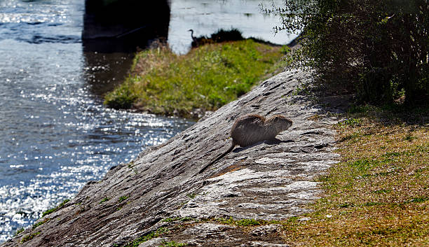 wild coypu (nutria,  Myocastor coypus) swimming in the dark tranquil water of a marsh