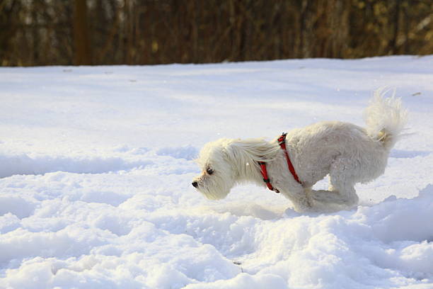 Maltese dog running and playing on snow