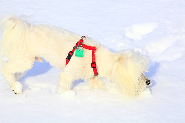 In a snowy park, two golden retrievers are having fun playing together