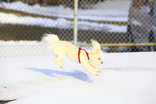 Maltese dog running and playing on snow