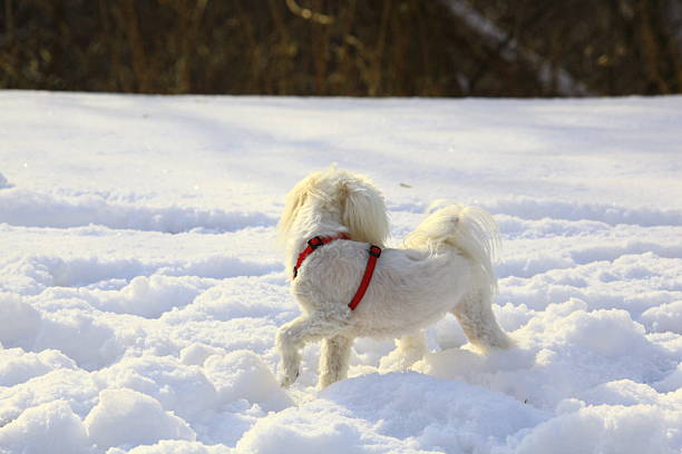 Maltese dog running and playing on snow