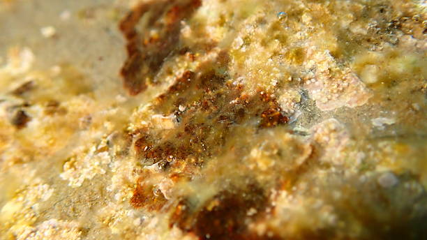 istock Red algae Peyssonnelia sp. undersea, Ligurian Sea 2253787276