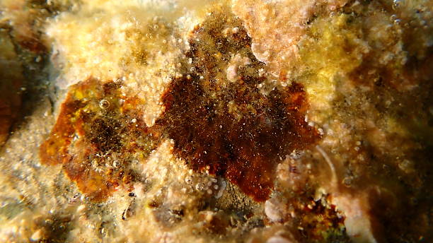 istock Red algae Peyssonnelia sp. undersea, Ligurian Sea 2253787319