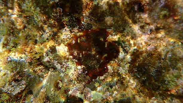 istock Red algae Peyssonnelia sp. undersea, Ligurian Sea 2253787347