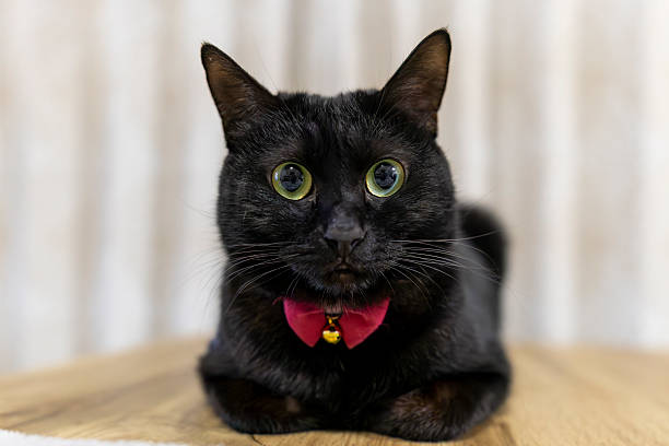 istock Neri, the tortoiseshell cat. 2253787437
