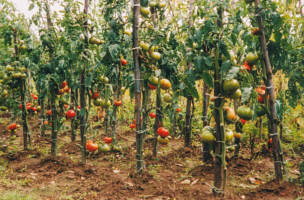 Planting tomatoes in a small home garden. Home greenhouse.