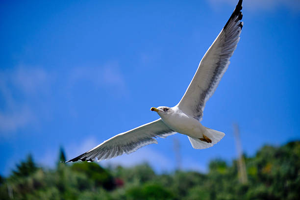 Bird. Seagulls. Seabird. The sea, Mediterranean.