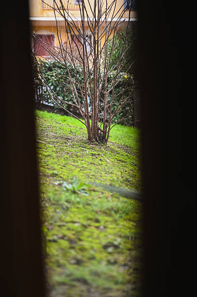 Leafless tree standing in a sloped lawn with a building visible in the background