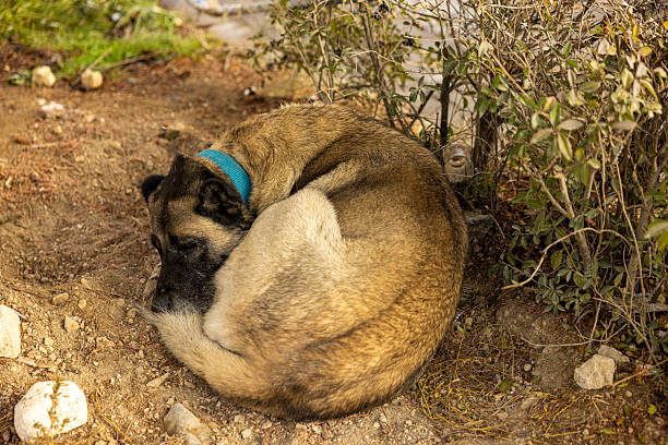 close up of sleeping dog