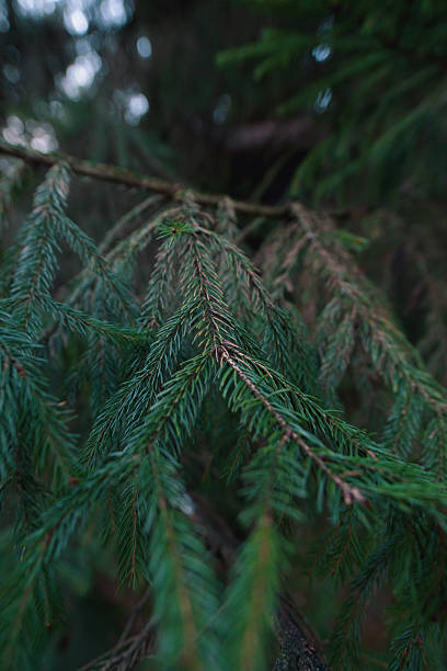 Gentle Snapshot Capturing Dewcovered Spruce Needles With Calming Forest Ambiance And Soft Glow