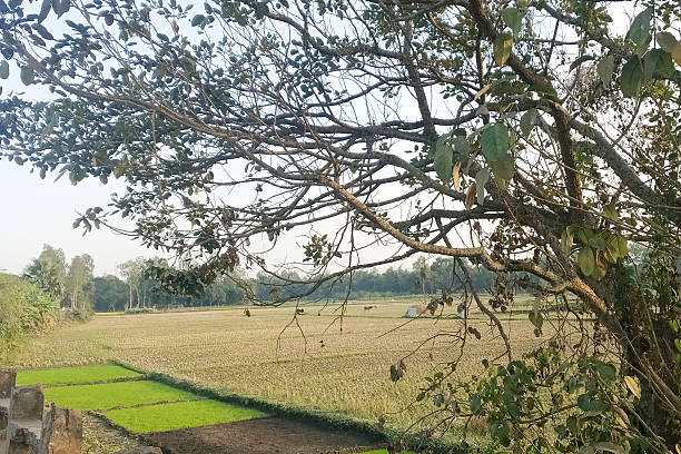 istock Tree branches over green farmland landscape 2253792056