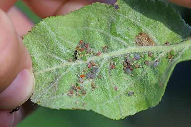 istock Colony of Rosy apple aphid, Dysaphis plantaginea under an apple tree leaf with ants caring for them. Pests are phloem feeders apple (Malus sp.) leaves. 2253792104