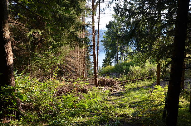 Carinthia is the southernmost federal state of Austria, known for its picturesque mountain landscapes, crystal-clear alpine lakes and waterfalls, mild climate and rich culture.