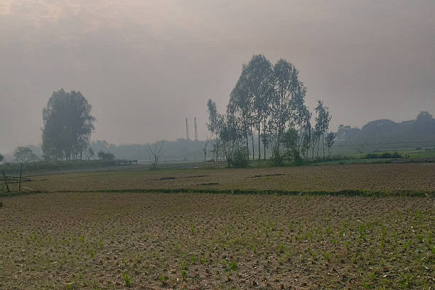 istock Foggy rural landscape with trees and field 2253792278