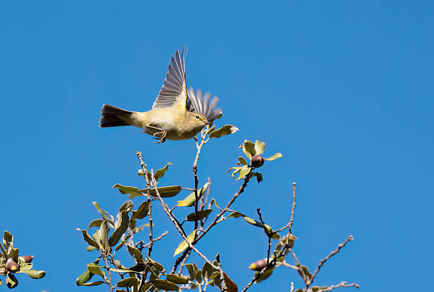 Common chiffchaff flying over a tree in a public park in Rome.