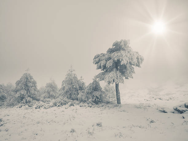 Snowy winter landscape with snow-covered pine trees