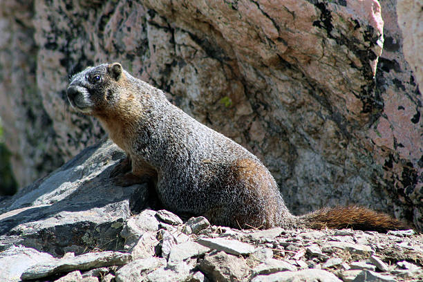 A Golden Marmot on a rock in Rocky Mountain National Park.
