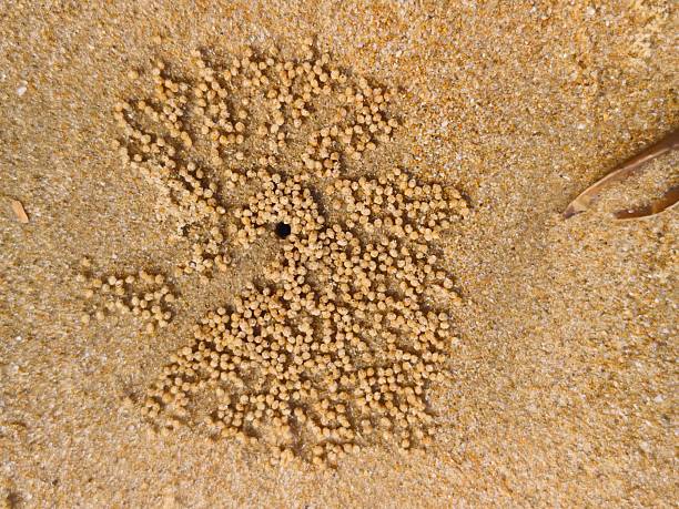 istock Sand balls created by sand bubbler crab 2253801002