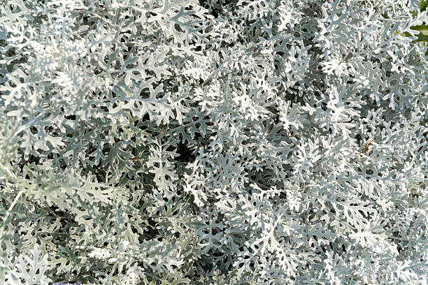 Detailed view of silver-gray Dusty Miller foliage. This botanical shot highlights the unique texture and color of ornamental garden plants, perfect for landscaping and nature themes.