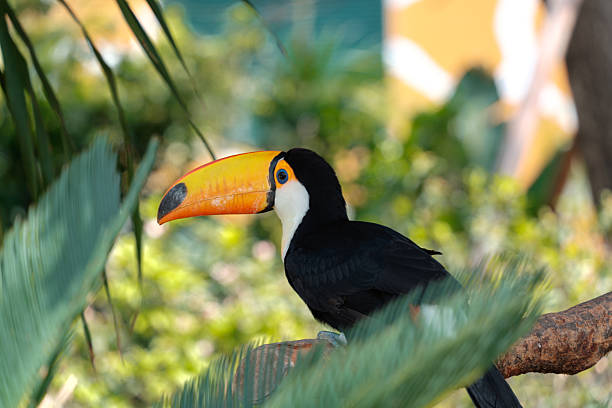 A stunning Toco toucan with its iconic bright orange bill resting among lush green palm fronds. This exotic bird portrait is ideal for nature, travel, and biodiversity themes.