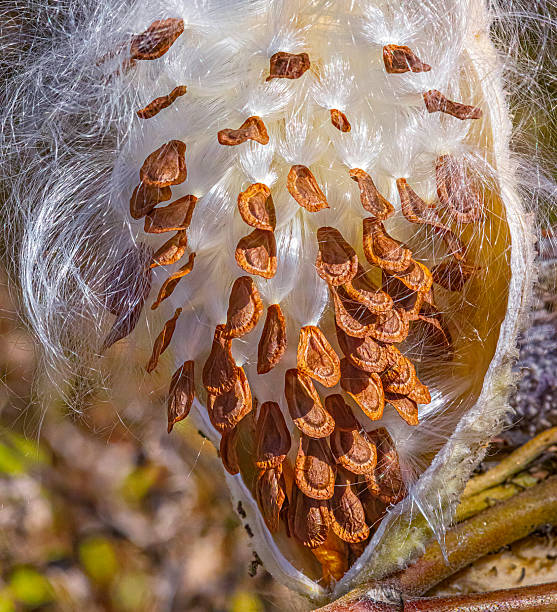 Milkweed pod with seeds. The long white hairs from the seeds looks so beautiful in the breeze and sunlight.