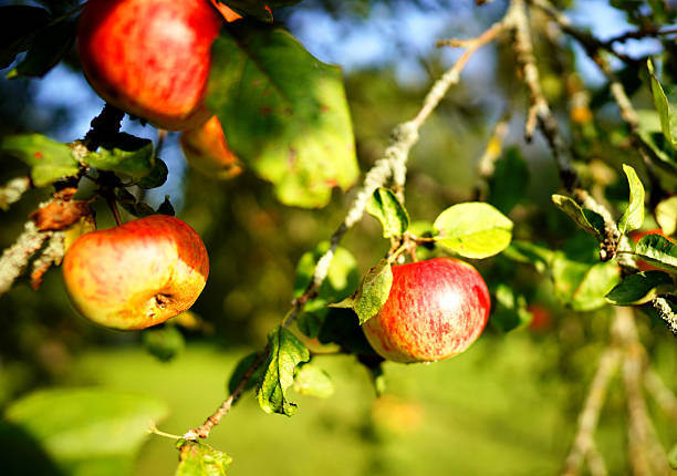 Apple on branches in a peaceful orchard. Bright red apples are seen on tree branch in sunny orchard. Vibrant orchard, ripe apples hang from branches in harvest season.