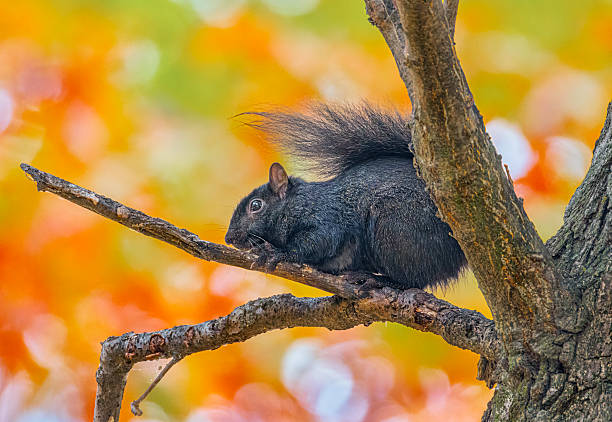 Cute black squirrel amid Autumn landscape