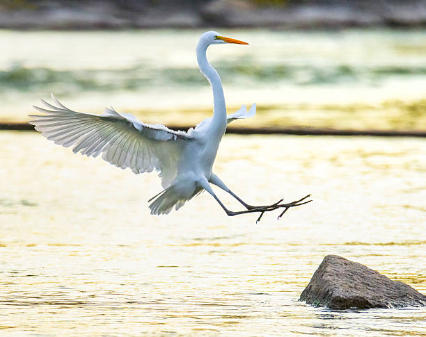 Great white egret about to land on a rock at sunrise.