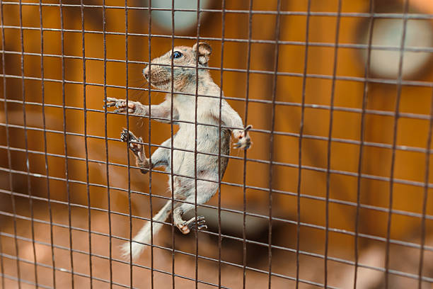 istock A fascinating closeup image captures a determined squirrel skillfully escaping from a metal mesh cage, showcasing its incredible agility and playful nature in its fervent quest for freedom 2253802699