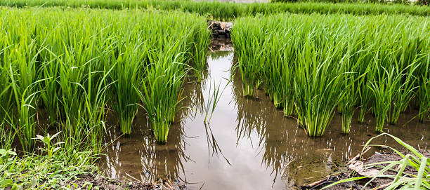 rice plants in the field, taken from the front position