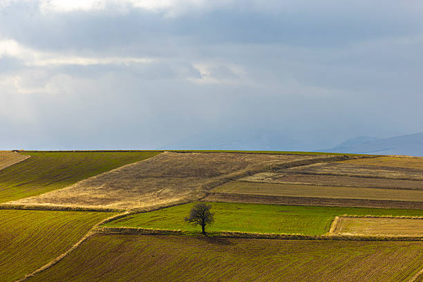 Single tree agricultural field blue sky