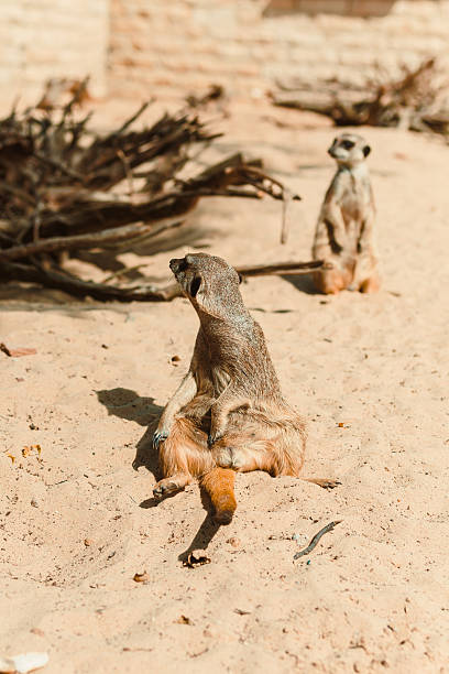 istock Curious meerkats explore a stunning desert landscape, revealing their extraordinary behavior and complex social interactions, creating an unforgettable experience that captures natures wonders 2253805603