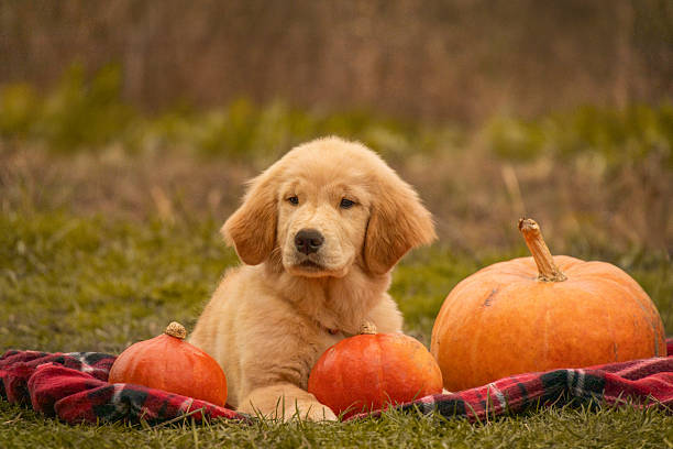 istock Golden Retriever Puppy Lying With Pumpkins 2253807014