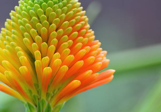 Kniphofia, commonly known as a Red Hot in early flower