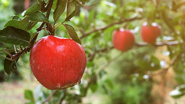 istock Fresh red apples hanging on tree branches during summer rain, water drops falling in orchard, natural agriculture background showing freshness, growth, and seasonal harvest. 2253808507