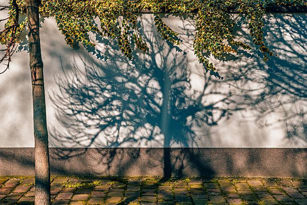 Shadow of a tree cast on a white wall with ivy hanging above and cobblestone ground below, captured in warm sunlight. Selective focus.
