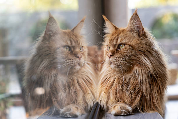 Portrait of a marble Maine Coon in ambush