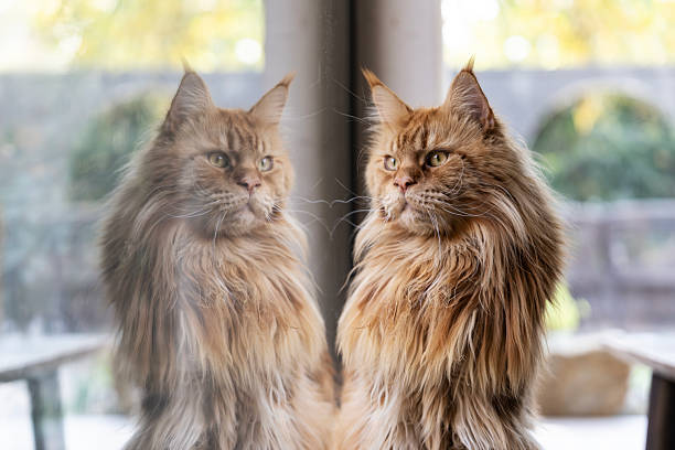 Portrait of a gray Maine Coon cat.