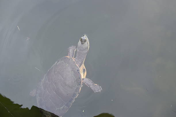 istock Turtle Swimming in Murky Water from Above 2253809438
