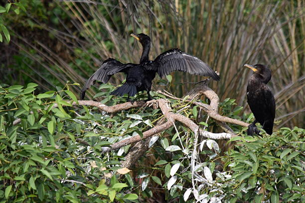 istock Black Cormorant Spreading Wings to Dry on Branch 2253809443