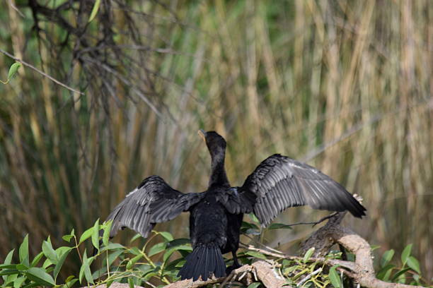 istock Black Cormorant Spreading Wings to Dry on Branch 2253809461