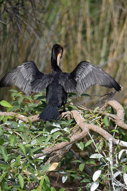 istock Black Cormorant Spreading Wings to Dry on Branch 2253809465