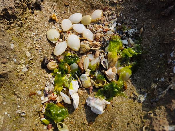 A  collection of various seashells, likely cockles or clams, mixed with some green seaweed on a sandy or rocky shore.
