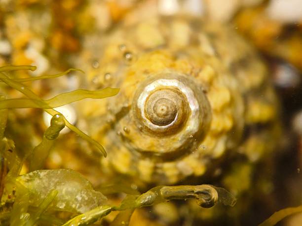 Macro photograph captures the intricate spiral pattern and textured details of a sea snail shell.