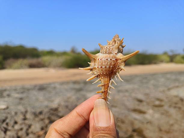 istock Rare-spined murex (Murex trapa) 2253809866
