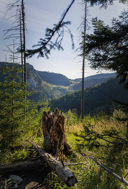 Scenic mountain valley landscape with pine forest