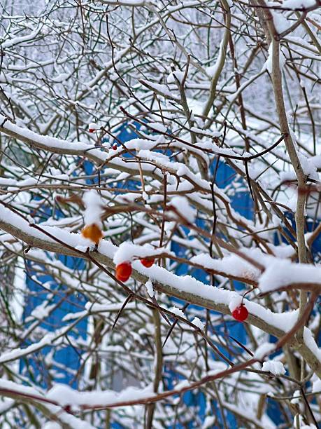Bittersweet Berries in Fresh  New England Snow. Berries on Branches Covered in Freshly Fallen Snow. Color Image. Vertical Orientation. No people.  Winter Nature scene.