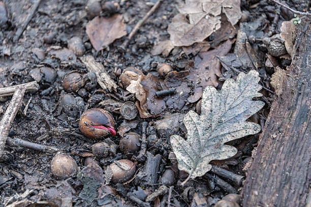 A germinating acorn from an oak tree, with its embryonic root burrowing into the soil and decaying leaf matter.