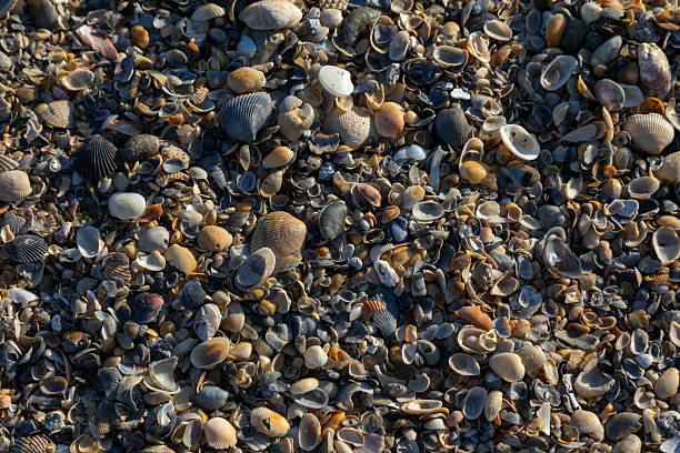 Close-up view of a dense collection of seashells scattered across a sandy beach, creating a rich natural texture filled with organic shapes and subtle color variations. The shells range from smooth to ridged surfaces, with tones of beige, ivory, gray, and soft amber illuminated by natural sunlight.