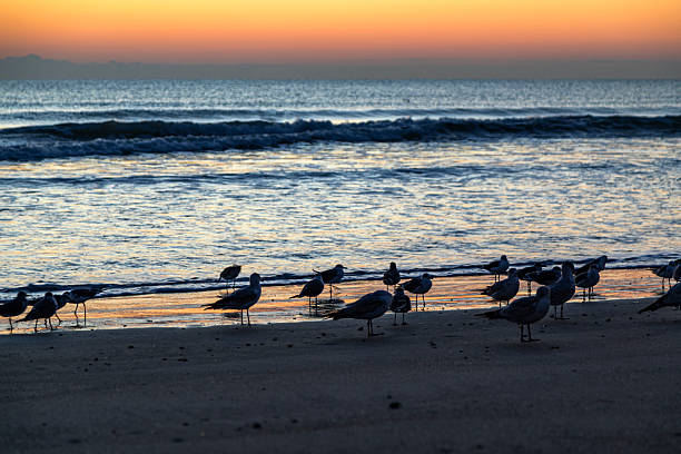 A line of seagulls stands quietly along the shoreline at Cocoa Beach as gentle Atlantic waves roll in beneath a soft sunrise sky. Warm pastel tones—shades of peach, gold, and pale orange—fade smoothly into the cool blues of the ocean, creating a calm and balanced coastal scene. The birds appear as subtle silhouettes against the reflective wet sand, reinforcing a sense of stillness and early-morning tranquility.